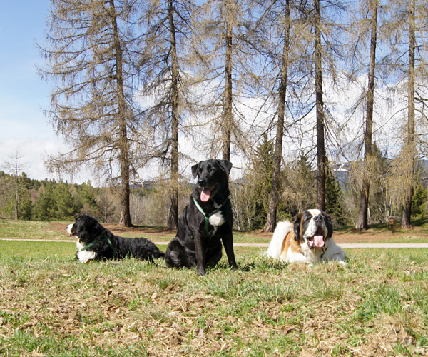 Addestramento in gruppo - pensione per cani 