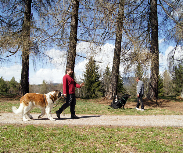 Social walk - pensione per cani 